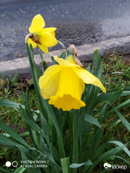 Ostern blumen Wittmundban