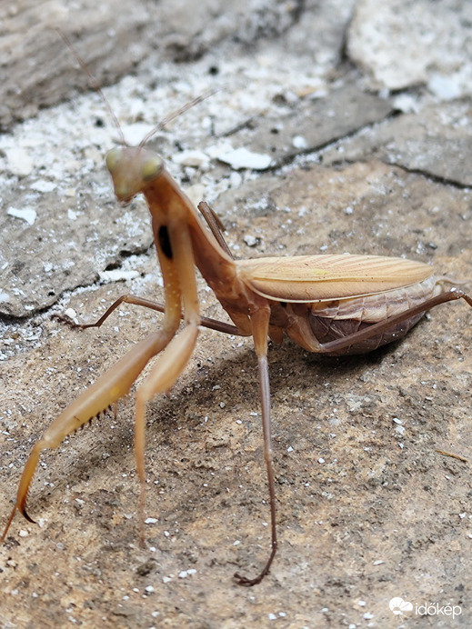 Püspökladány