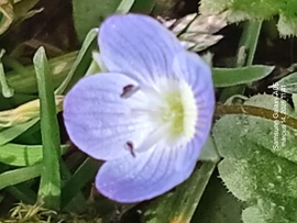 Perzsa veronika 