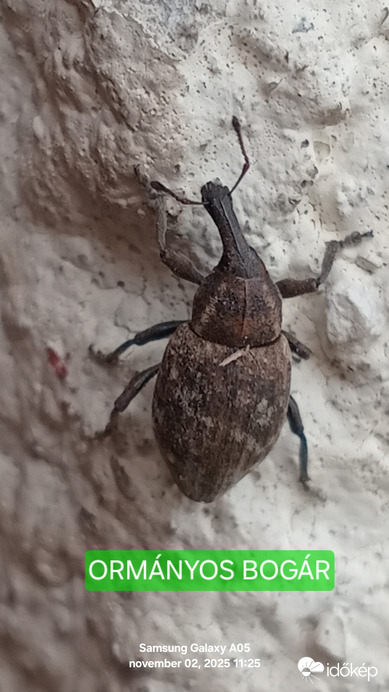 Mai vendég ormányos bogár.Csegöld