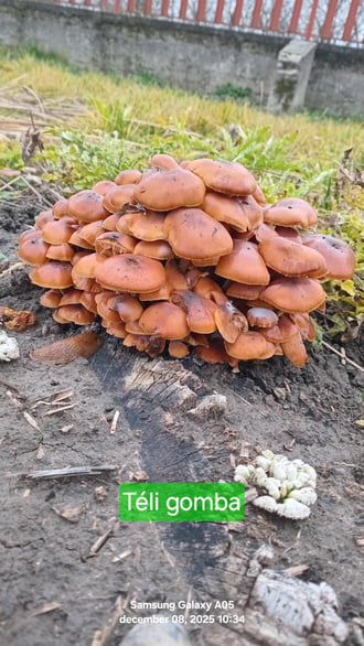 Téli gomba.csegöld