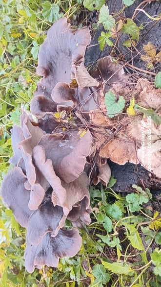 Szép napot.Találtam gomba.csegöld