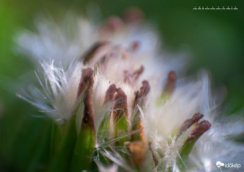 Taraxacum officinale