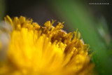 Taraxacum officinale