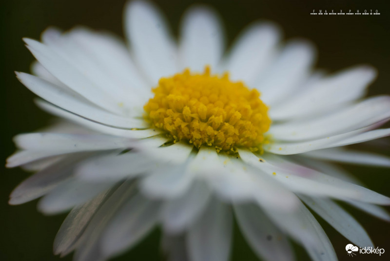 Bellis perennis - 100xSZÉP