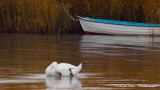 Ősz, Balaton, Hattyú 