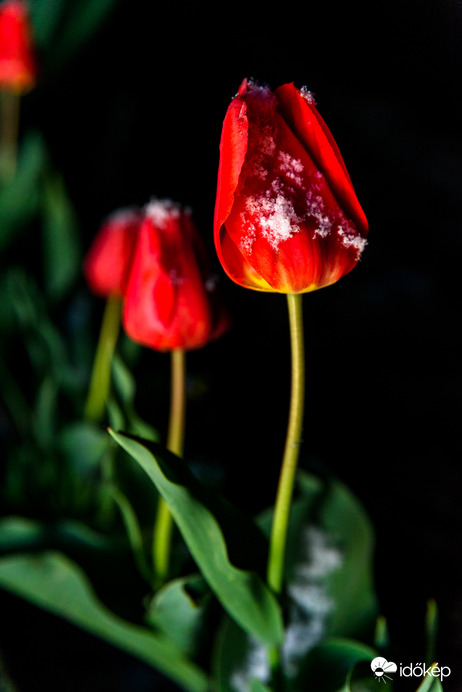 Havas lett a tulipán április 6.-a estéjén!