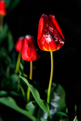 Havas lett a tulipán április 6.-a estéjén!
