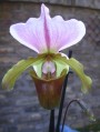 Paphiopedilum