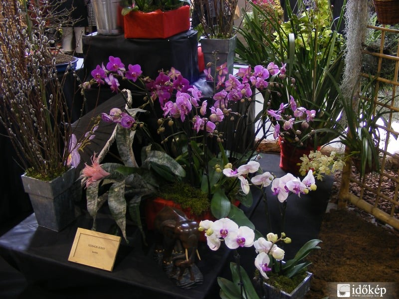 Orchidea kiállítás