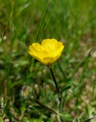 Boglárka