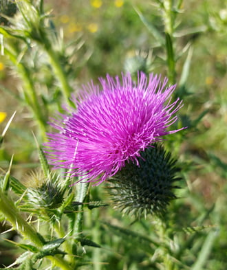 Közönséges aszat