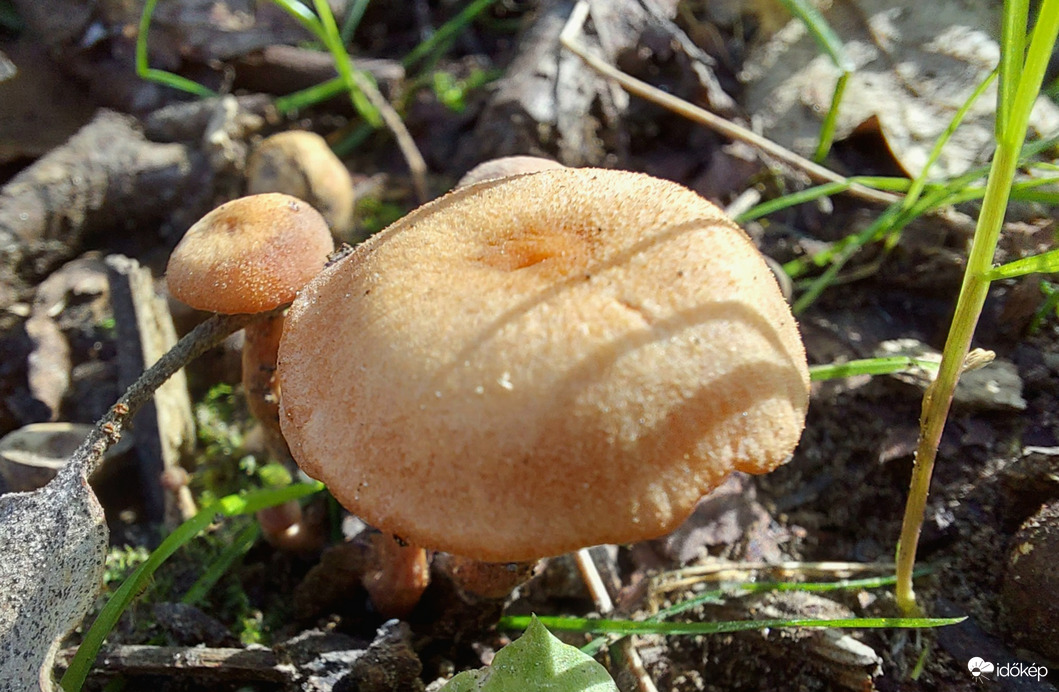 Pénzecskegomba