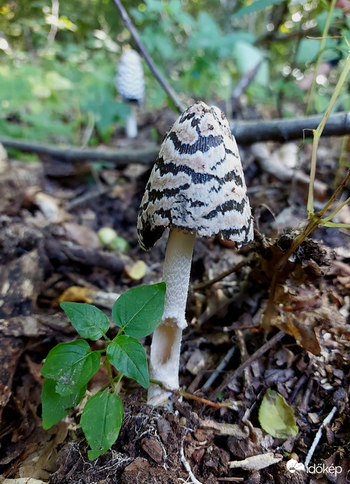 Harkálytintagomba