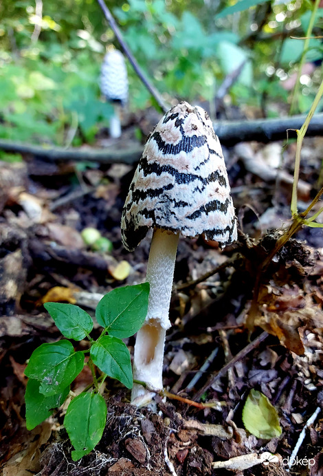Harkály tintagomba