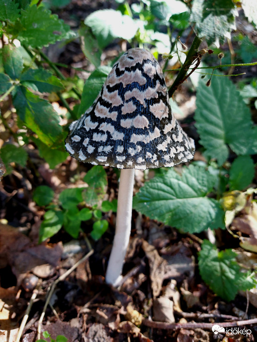 Harkálytintagomba