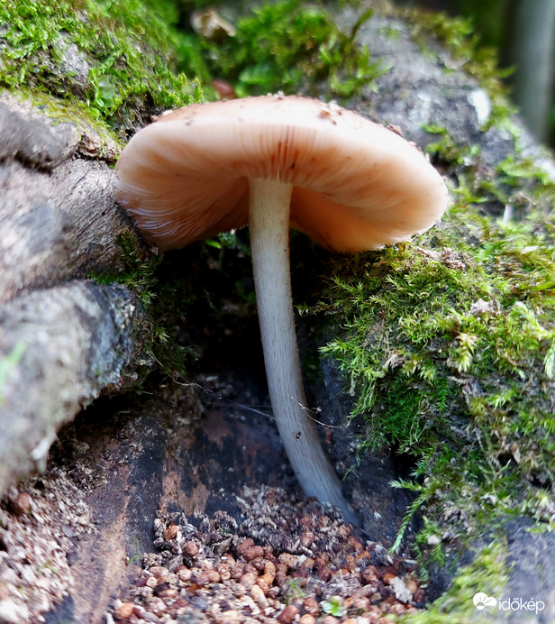 Csengettyűgombács
