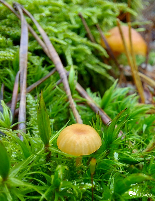 Gyepi sisakgomba