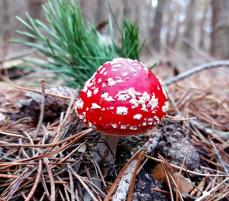 A legszebb.