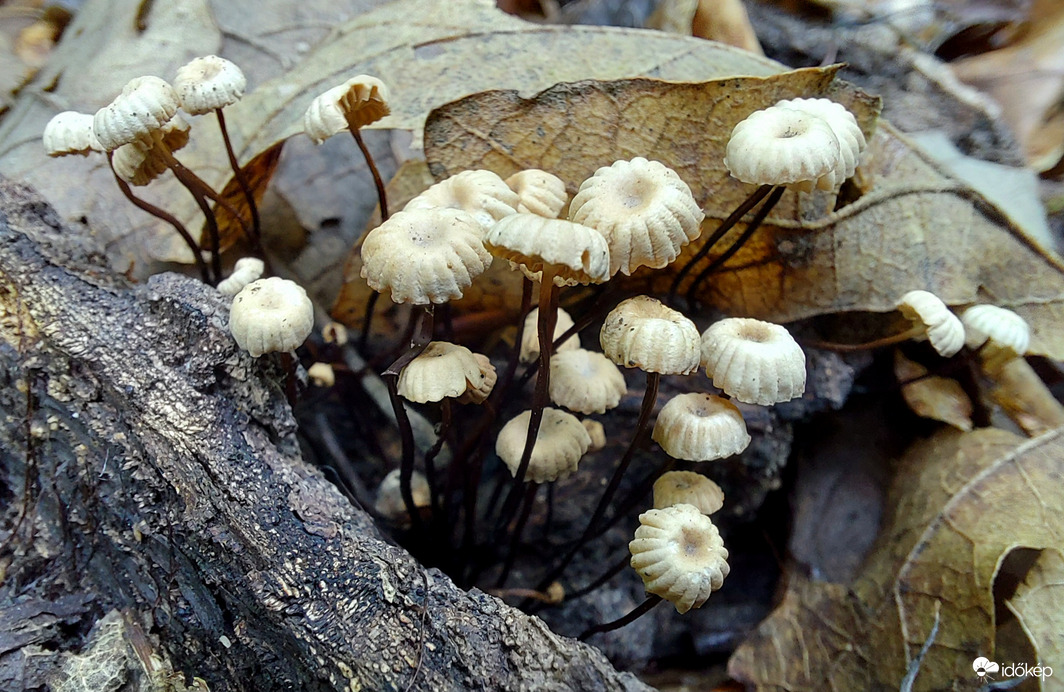 Nyakörves szegfűgomba