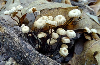 Nyakörves szegfűgomba