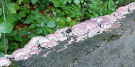 Lilaszegélyű egyrétűtapló