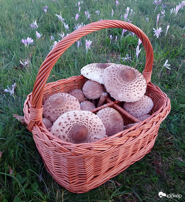 frysta fotója