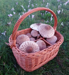 Nagy őzlábgombák,őszi kikericsek