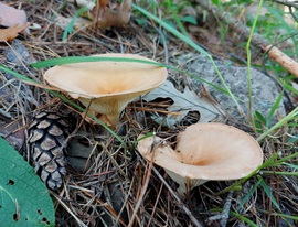 Sereges tölcsérgomba.