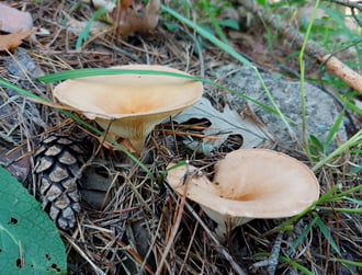 Sereges tölcsérgomba.