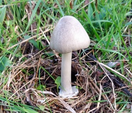 Ragadós bocskorosgomba