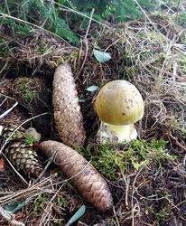 Kis gyilkos cseperedik.