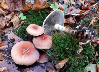 Vöröses kénvirággomba