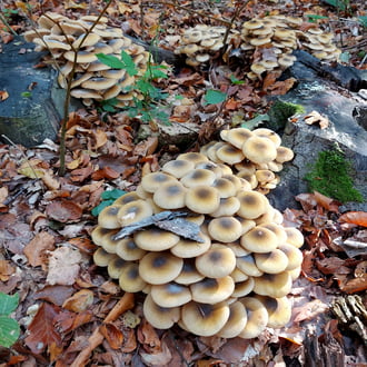 Gyűrűs tuskógombák