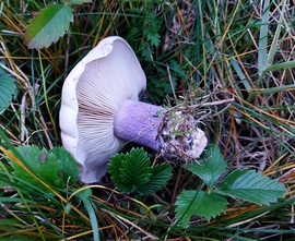 Lilatönkű pereszke