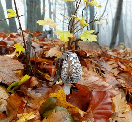 Harkály tintagomba.