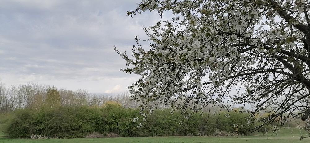 Sződliget