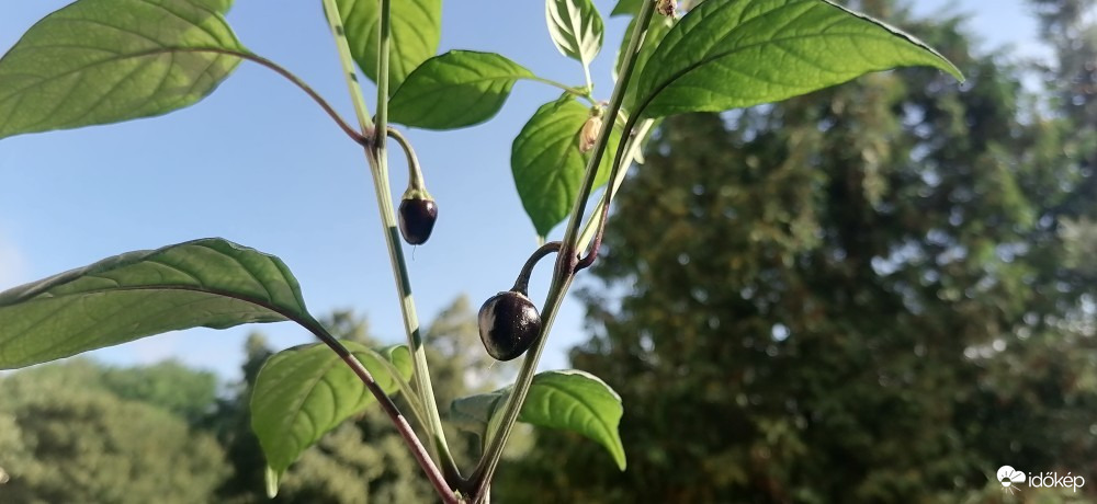 Vác