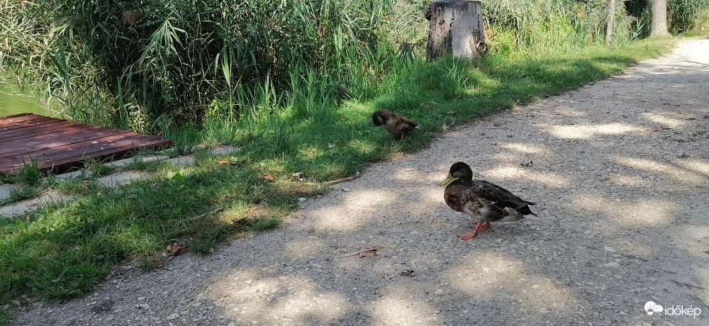 Vác
