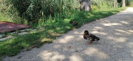 Vác