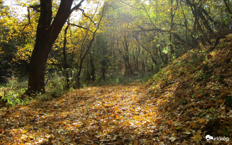 Őszi erdő Sóstófalva közelében 