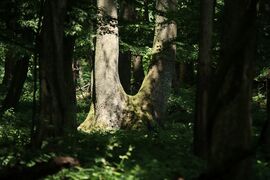 A óriások csúzli ágasa