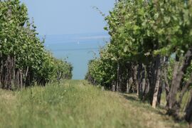 Badacsonyról lefelé ilyen látvány tárul elénk
