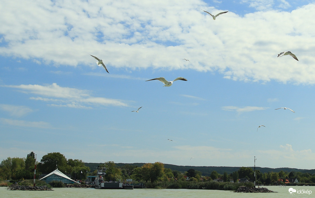 A komp után a felkavart vízben vadásszák a sirályok a kis halakat.