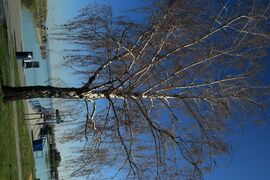 Badacsony hajó kikötő