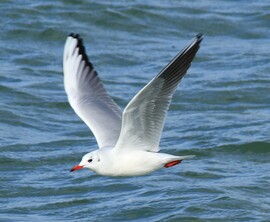 ... kishal vadászaton ...