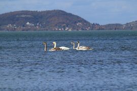 ... a koszosak a gyerekekek. 