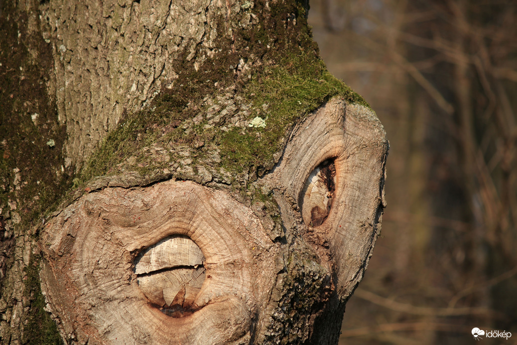 ... az igazi fásult nézés. :)