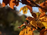 Bogárfalvi ősz