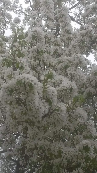 Szibériai megkésett tavasz